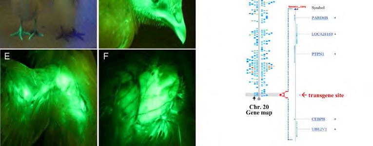 Transpozibilní elementy transpozony, sekvence DNA schopné měnit pozici