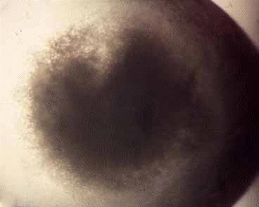 3.1.6 Precipitace (Precipitate) V roztoku může dále dojít ke vzniku sraženiny (precipitátu), nebo se může