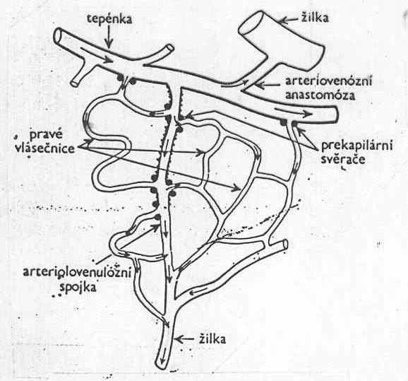 Oběh v cévách 1. tepny (artérie) krev ze srdce do tkání 2. spojovací cévy - arteriovenózní anastomózy - arteriovenulózní spojky - vlásečnice (kapiláry) prokrvení tkání 3.