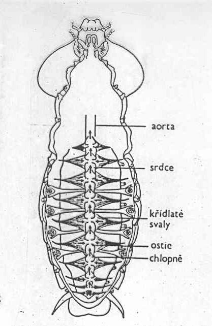 korýši, hmyz) Uzavřené soustavy pohon krve