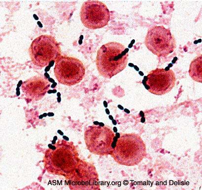 Enterococcus Kultivace: kultivačně nenáročné, krevní agar, selektivní půdy (např.