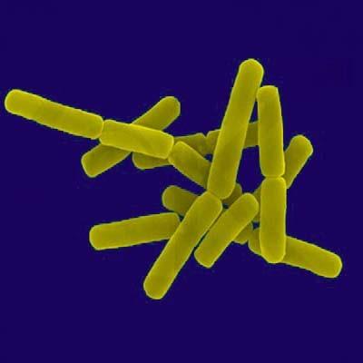 Gram pozitivní sporulující aerobní tyčinky rod Bacillus V přírodě běžně rozšířené Ke sporulaci dochází pouze za