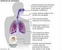 Bacillus anthracis - patogenita Plicní forma: spory jsou vdechnuty, dostávají se do uzlin v mezihrudí, vzniká zde nekrotický zánět, sepse, nemocný umírá během několika