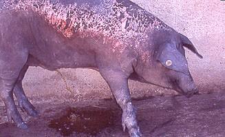 Erysipelothrix