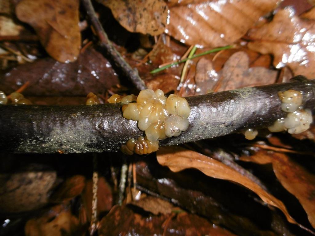 Auricularia auricula-judae boltcovitka ucho Jidášovo