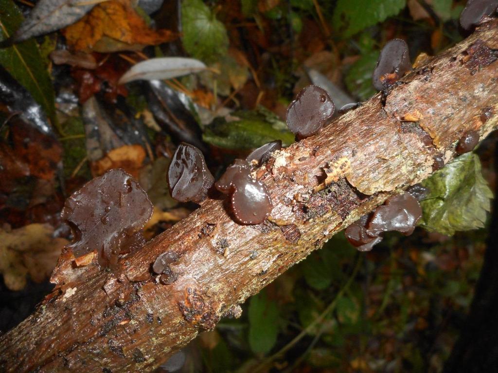 Exidia nigricans černorosol bukový