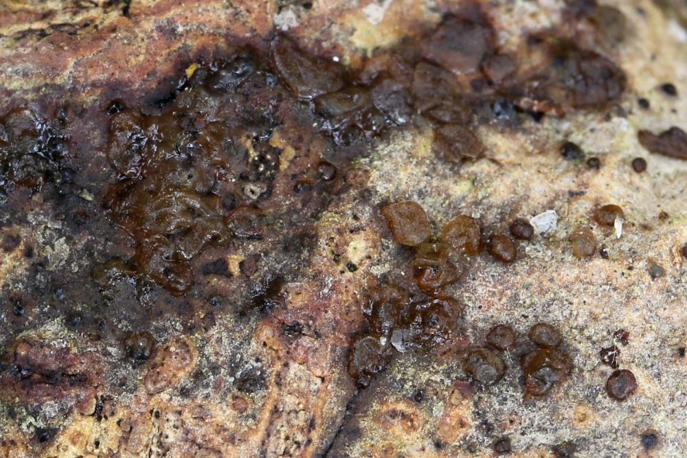 Obr. 48. Exidia badioumbrina (foto L.