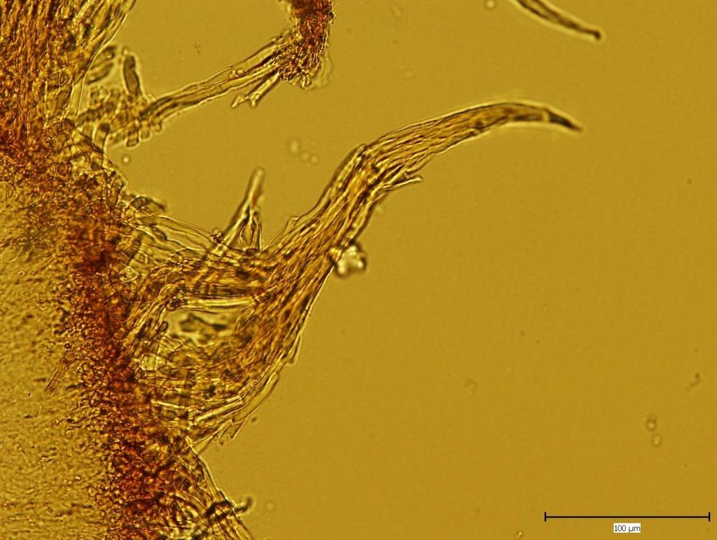 Příloha 3: Fotografie pořízené pod mikroskopem