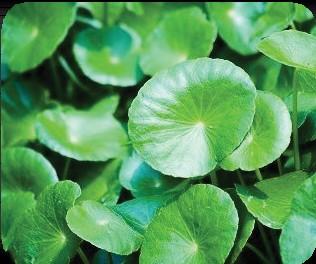 Rostlina centella asiatica obsahuje složky asiatikosid, madecasossid, kyselinu asiatovou a kyselinu madecassovou označované jako triterpenoidy (saponiny).