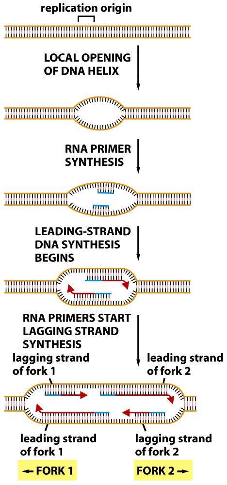 Figure 5-25 Molecular Biology of