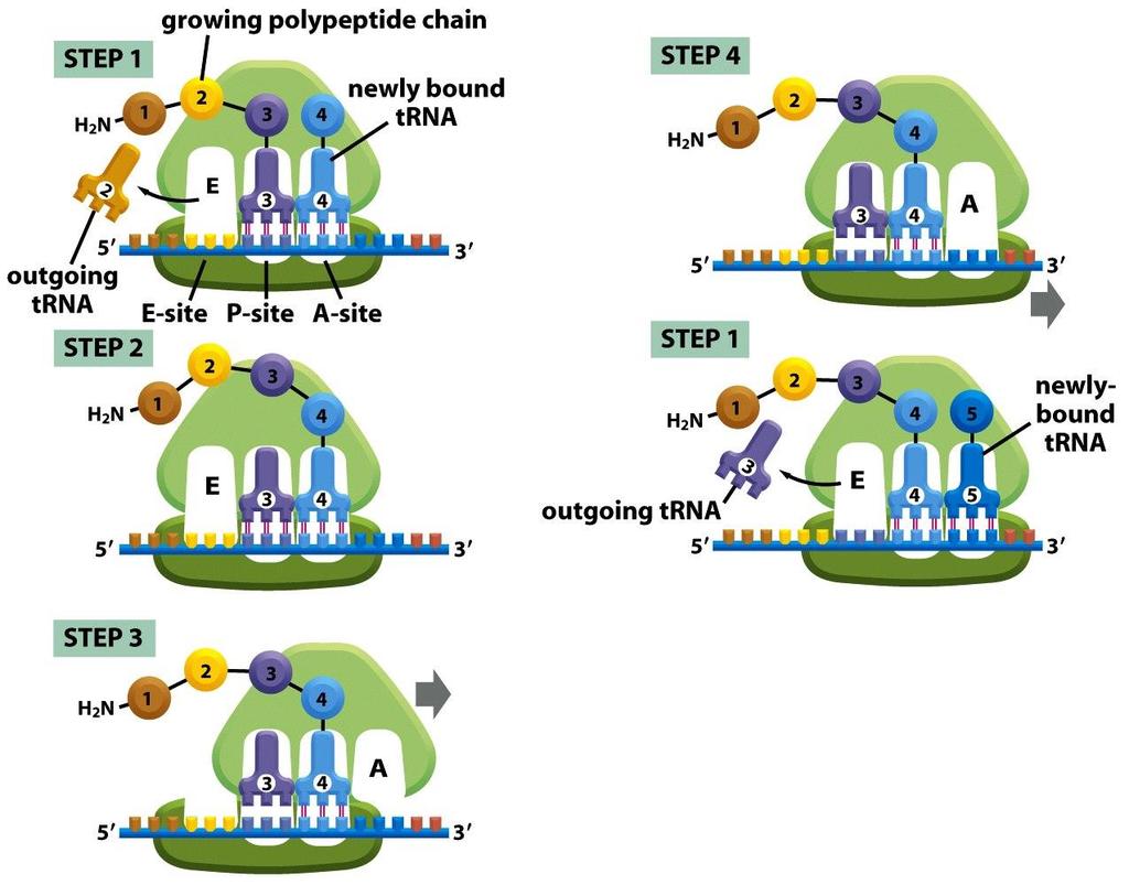 Figure 6-66 Molecular Biology of