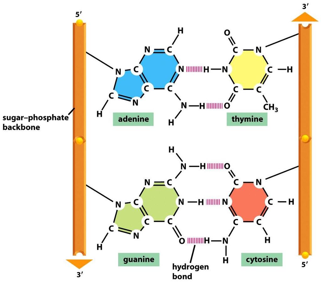 Figure 4-4 Molecular Biology of