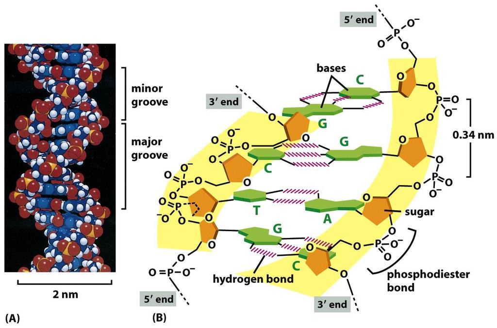 Figure 4-5 Molecular Biology of