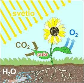 Základem transformace slunečního záření na jiné formy energie je fotosyntéza Při fotosyntéze se pomocí slunečního záření mění oxid uhličitý a voda na glukózu, kyslík a vodu: 6 CO 2 + 12 H 2 0 +