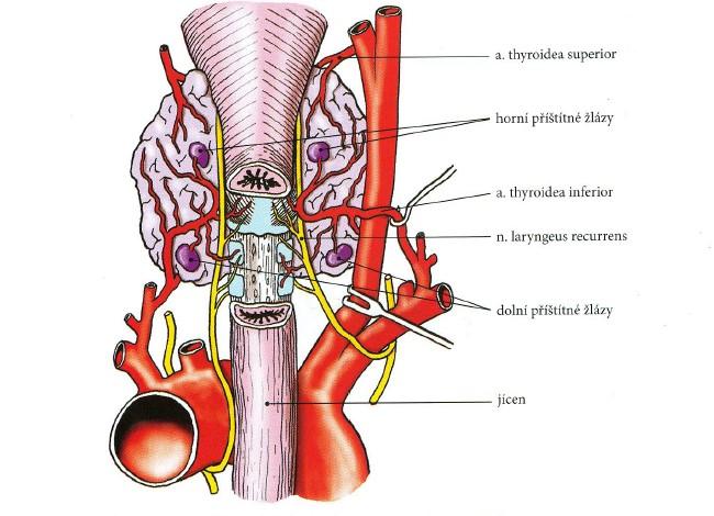 3 Současný stav problematiky 3.1 Anatomie, fyziologie a patofyziologie příštítných tělísek Příštítná tělíska (PT) jsou 4 malé, čočkovité útvary, přiléhající na zadní stranu štítné žlázy.