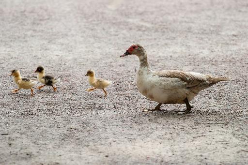 NA OBRÁZKU JSOU ČTYŘI VAJÍČKA. V HNÍZDĚ LEŽÍ DVĚ VAJÍČKA. HNÍZDO S VAJÍČKY JE NA STROMĚ.