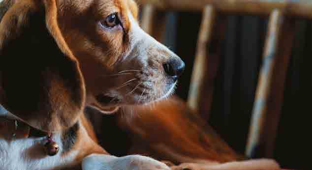NATURAL FEEDING FOR DOGS AATU Dog