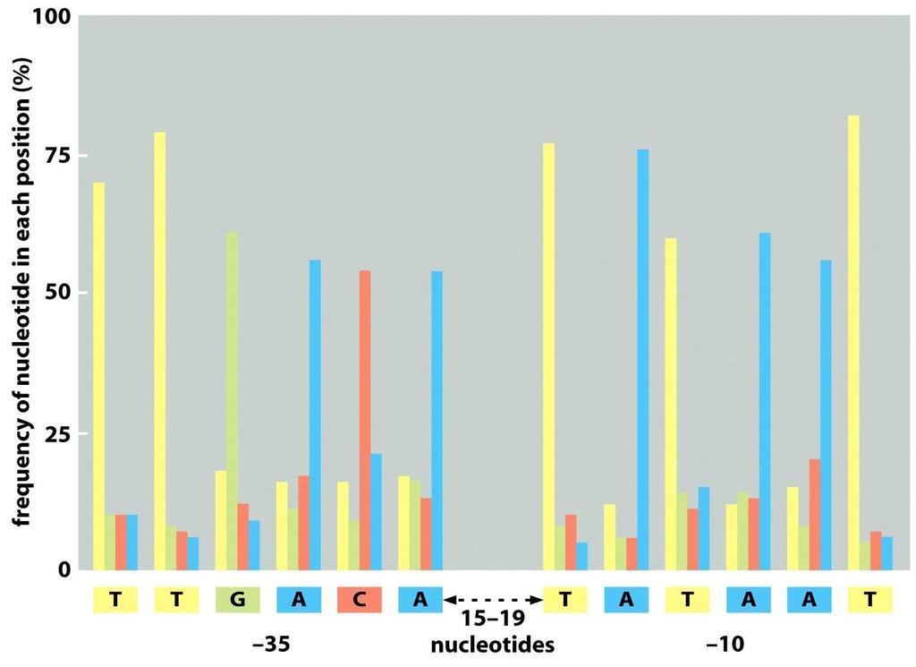 Figure 6-12a Molecular Biology