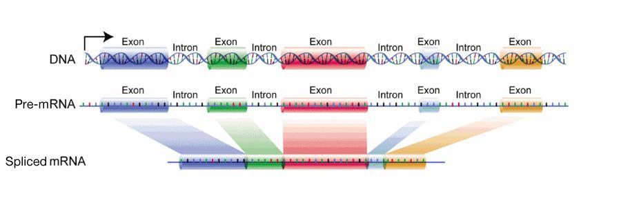 Eukaryota - RNA