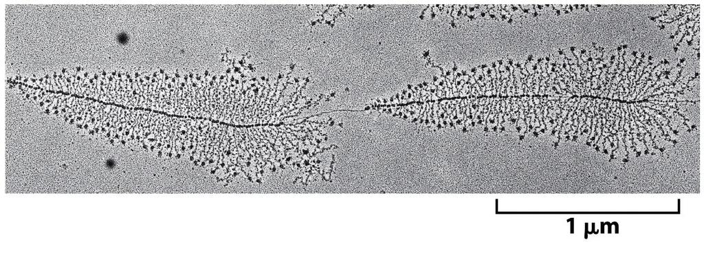 Figure 6-9 Molecular Biology of