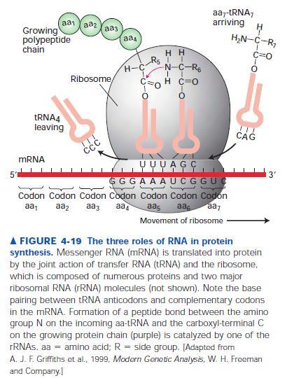 RNA role v