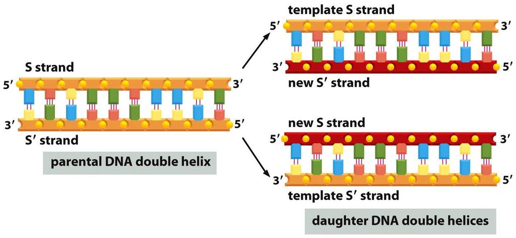 Figure 4-8 Molecular Biology of