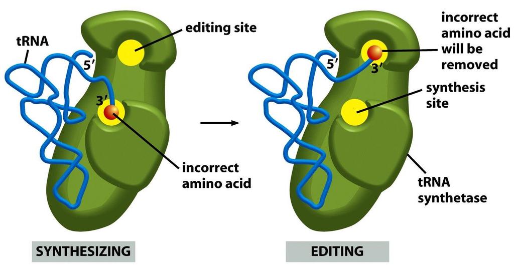 Figure 6-59a Molecular Biology