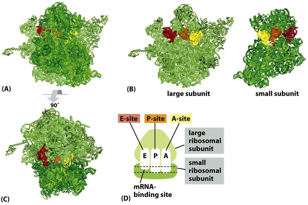 Figure 6-64 Molecular Biology of