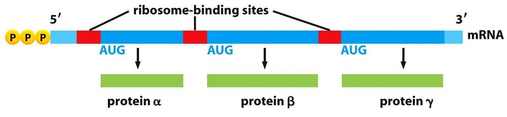 Figure 6-73 Molecular Biology of