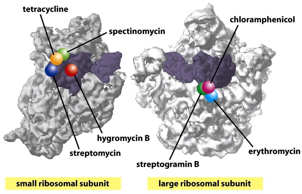 Figure 6-79 Molecular Biology of