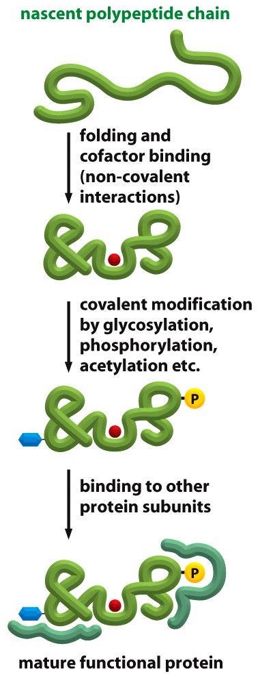 Figure 6-82 Molecular Biology of