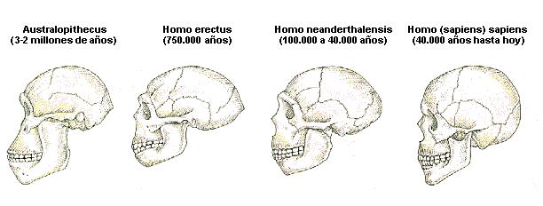 Máme 2-4 % neandertálských genů