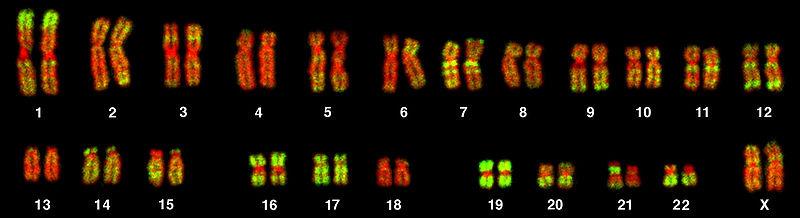 Lidský genom Obr.: Bolzer et al. 2005, PLoS Biol. 3(5): e157 DOI: 10.1371/journal.pbio.