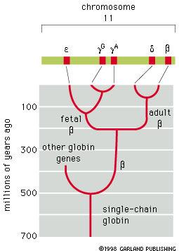 Počet genů v lidském genomu Kódující geny: 20 418 Nekódující geny: 22 107 Krátké nekódující geny (do 200 bp, rrna, mirna, ncrna, snrna, snorna ): 4 871 Dlouhé nekódující geny