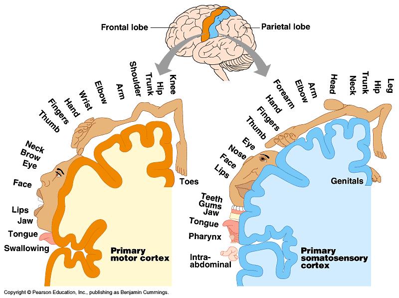 Mozková kůra Primární oblasti
