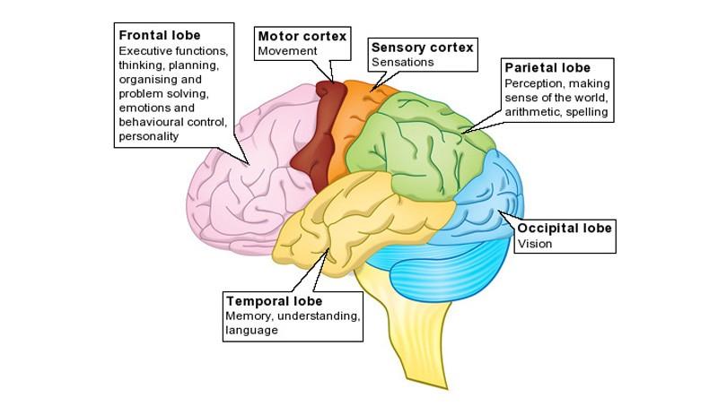 Funkce mozkové kůry Frontální lalok (FL) Chování Pohyb Řeč Parietální lalok (PL) Senzitivní aferentace Uvěddomění si celkového tělesného schématu Vizuálně