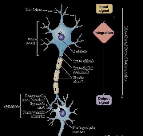 Stavba nervové soustavy Neurony Příjem, integrace a šíření informace Neuroglie (astrocyty, oligodendrocyty, mikroglie, ependymální buňky) Podpůrná činnost Počet neuronů cca.