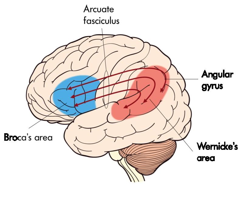 Řečová centra Dvě hlavní řečové oblasti Brocova oblast (motorická) navazuje na motorický kortex Wernickeova (senzorická) navazuje na sluchovou oblast