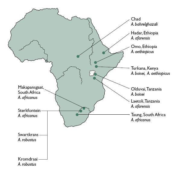 Afrika kolébka lidstva východní Afrika z Afriky pocházejí předchůdci člověka i první lidé (Homo sapiens) odtud pak vycestovali do dalších částí světa nejstarší