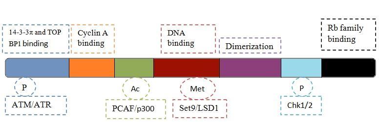 Histone acetyltransferases PCAF and p300 mediate E2F1 acetylation on domain lying close to DNA binding domain (Figure 4). E2F1 acetylation gives enhanced DNA binding ability (16).