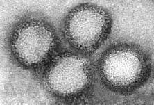 Virus Rift Valley http://web.uct.ac.
