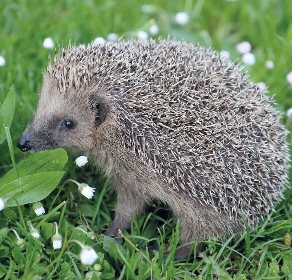 ČERVEN 2019 SETKÁNÍ RODIČŮ ŽÁKŮ ZŠ