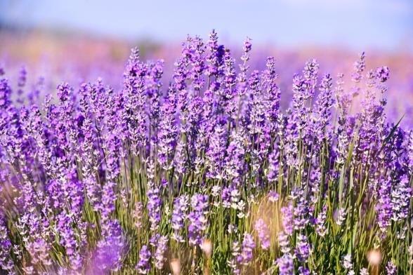 LEVANDULE LÉKAŘSKÁ Levandule lékařská je aromatická a léčivá rostlina z čeledi hluchavkovitých. Lidově se levandule nazývá také jako dulenka, devandule, špikanard nebo špikrnát.