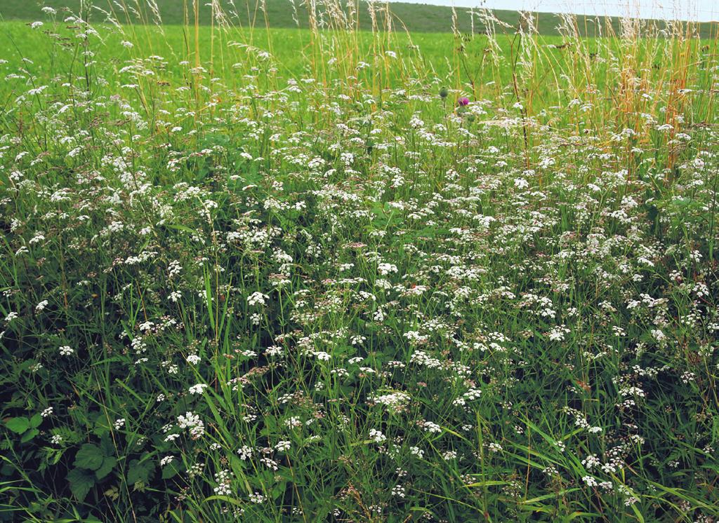 Ve společenstvu jsou hojné jednoleté nebo dvouleté nitrofilní druhy (např. Galeopsis tetrahit s. l., Galium aparine a Lapsana communis), ale také víceleté hemikryptofyty (např.