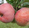 JABLOŇ BOHEMIA Bujně rostoucí zimní odrůda jabloně. Objevena v České republice jako barevná pupenová mutace. Plod má zprvu zelenožlutou barvu, později překrytý červenou.