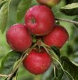 JABLOŇ MELODIE Raně zimní česká odrůda jabloně. Jedná se o křížence odrůdy Šampion a botanického druhu rezistentního k strupovitosti. Růst je středně bujný.