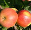 JABLOŇ BOIKOVO Stará zimní odrůda jabloně, pocházející z Německa. Odrůda je bujně rostoucí, později s plodností růst slábne. Plod je velký, světle zelený, překrytý červeným líčkem maximálně z 1/4.