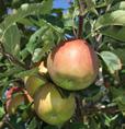 Sklizeň: 2. pol. IX., konzumní zralost: XII.- III. JABLOŇ GOLDSTAR Zimní odrůda jabloně se středně silným růstem. Kříženec odrůd Rubín a Vanda.