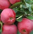 JABLOŇ JADERNIČKA MORAVSKÁ Stará odrůda zimní jabloně především z oblasti Valašska. Růst je středně bujný až bujný. Jablko je v konzumní zralosti jasně žluté, někdy se slabým oranžovým líčkem.