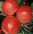 Sklizeň: konec IX.- X., konzumní zralost: XI.- III. JABLOŇ JULIE Letní odrůda středně bujně rostoucí jabloně, vyšlechtěné v Holovousích z odrůd Quinte x Discovery.